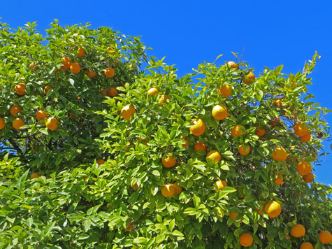 Orange Tree in Arizona